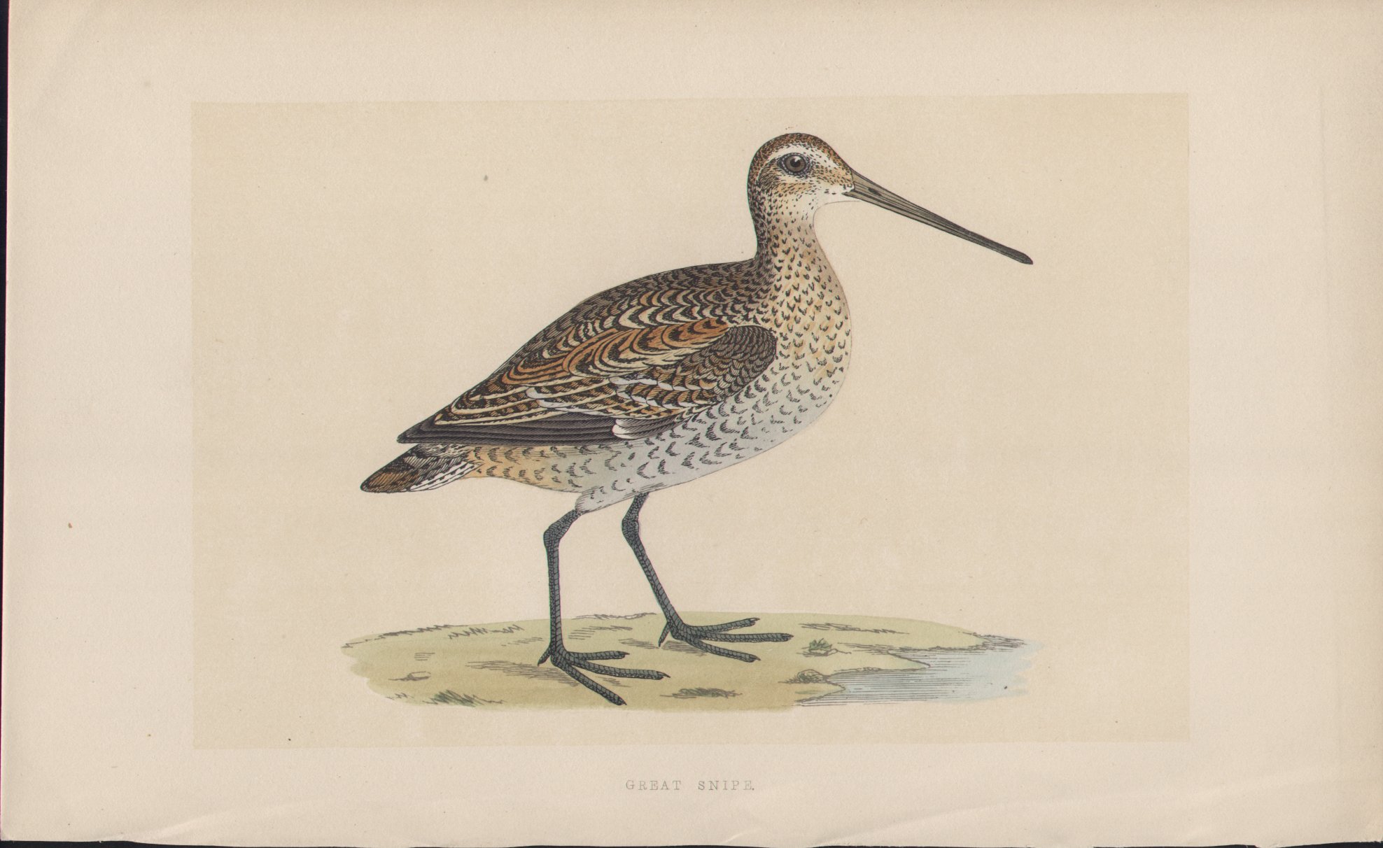 Wood - Great Snipe - Fawcett